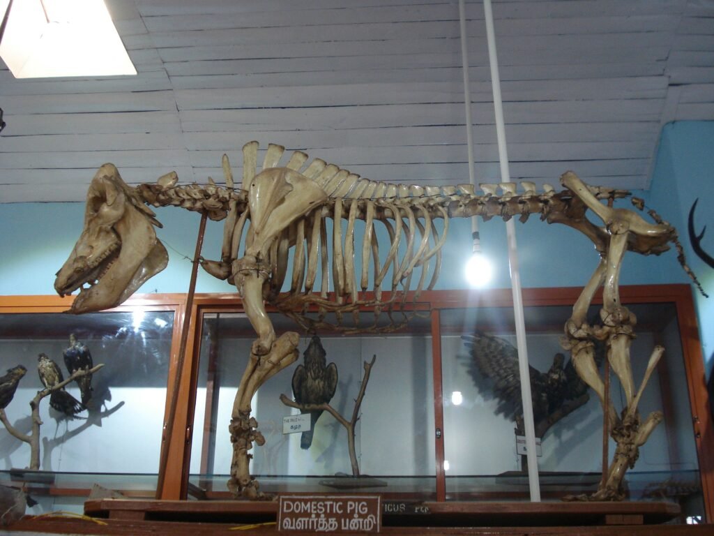 Shembaganur Museum of Natural History - 12 places you must visit in kodaikanal