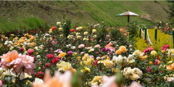 Rose Garden - Top Popular Places to Visit in Ooty